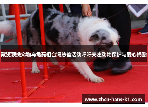 戴资颖携宠物乌龟亮相台湾慈善活动呼吁关注动物保护与爱心捐赠